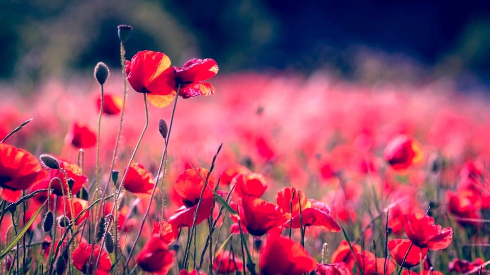 "Eraora": a Genova il festival diffuso per la Liberazione con attività