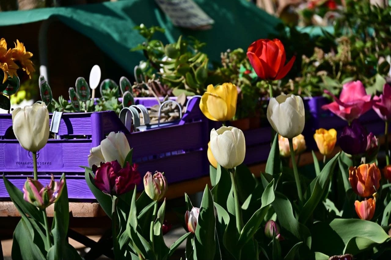 Frascaro in Fiore: 25ª edizione della fiera regionale di piante e