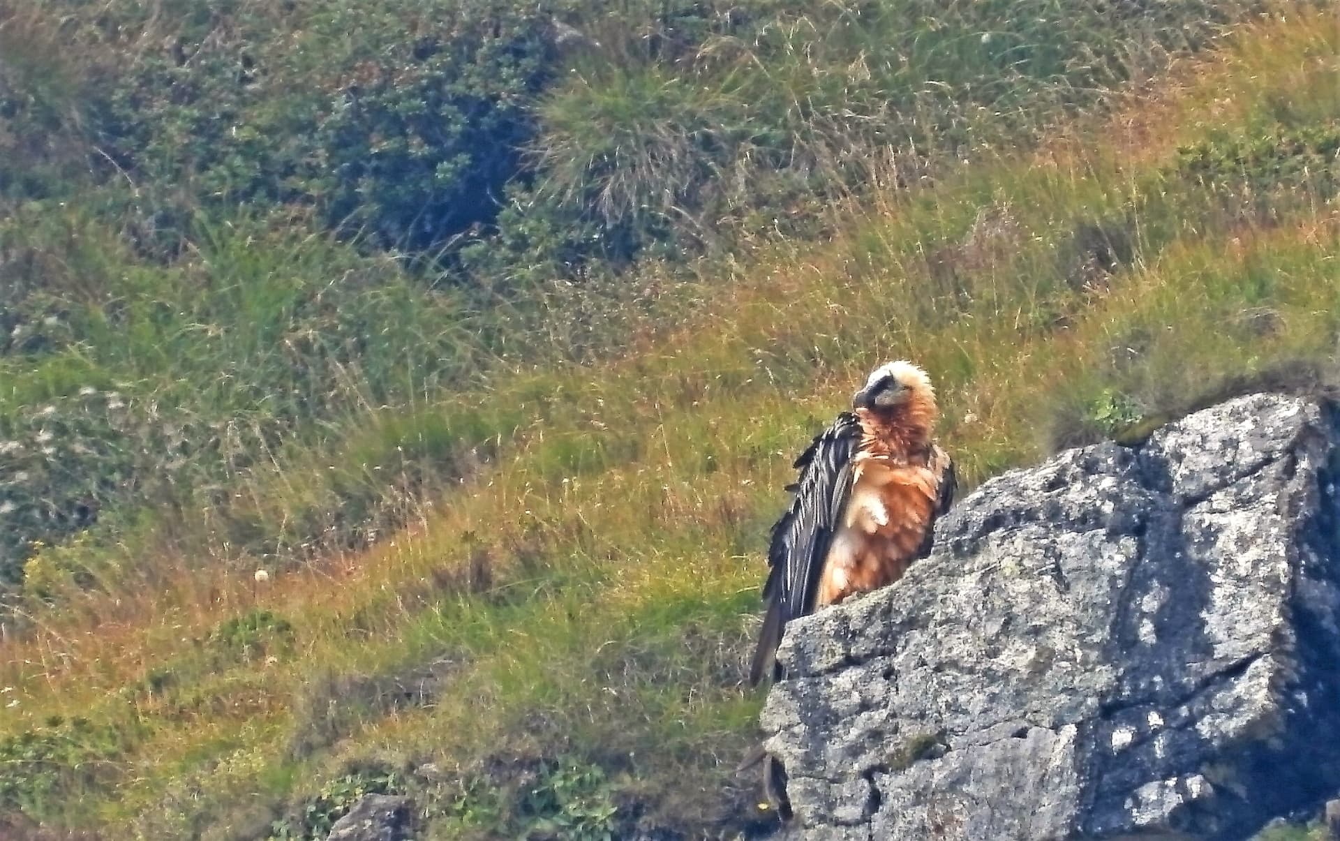 Il ritorno del Gipeto in Piemonte: serata pubblica a Ivrea