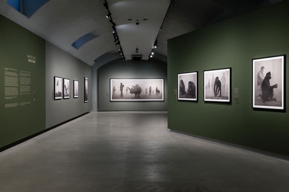 Nick Brandt alle Gallerie d’Italia di Torino: la mostra 'The Day May Break. La luce alla fine del gi