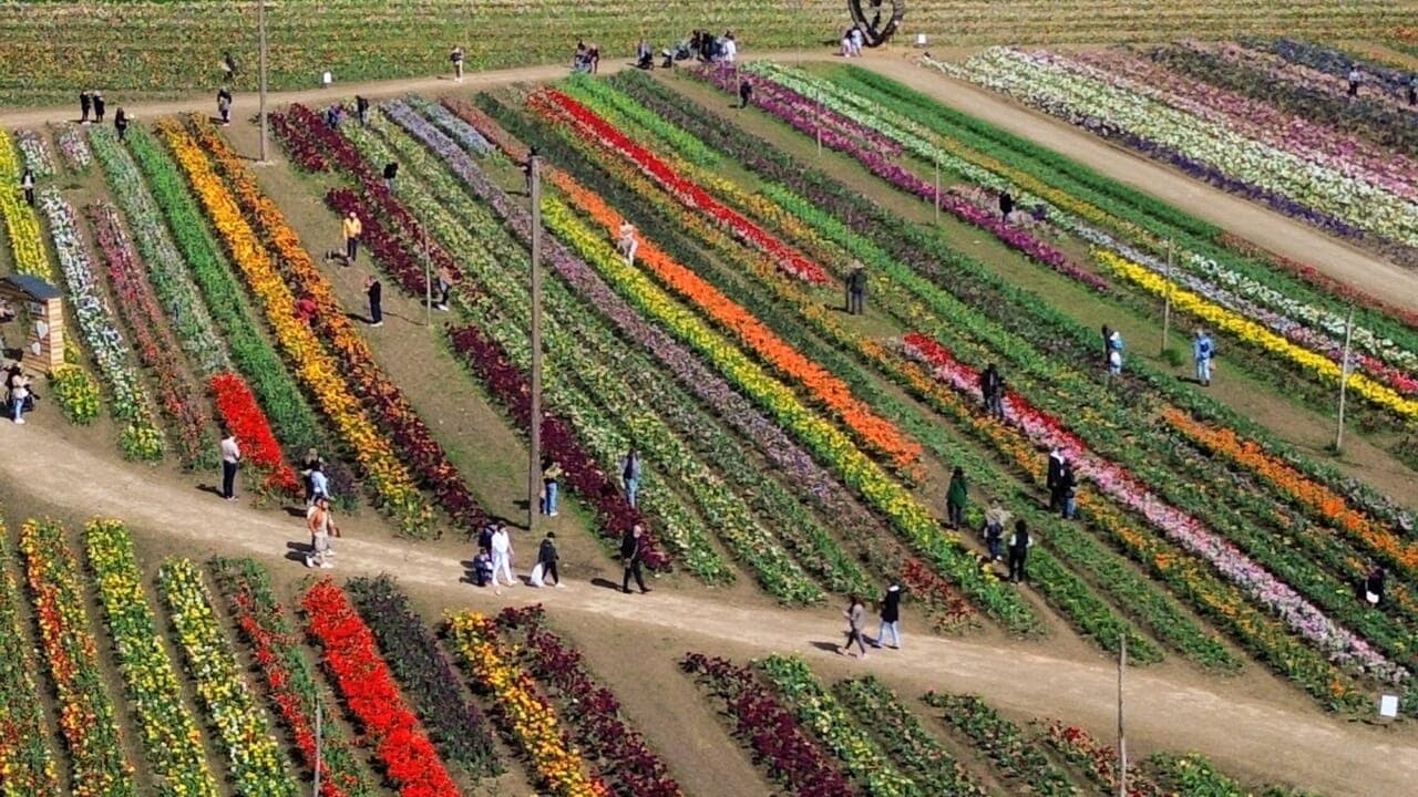 Primavera tra i tulipani a Nonno Andrea: autoraccolta, laboratori e aquiloni (19 marzo – 19 aprile 2