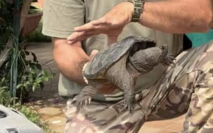 Torre Flavia (RM): allerta per tartarughe azzannatrici nella riserva